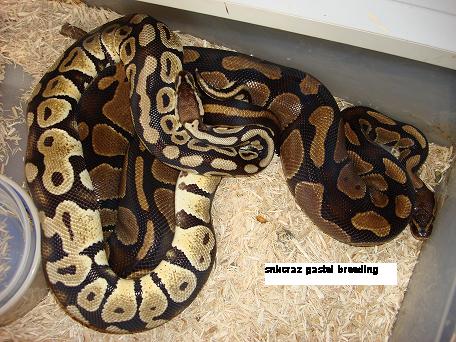 Pastel breeding