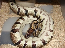 Female ball on her back
