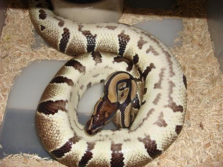 Female ball on her back