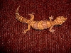 Leopard gecko #1
