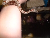 Durango On my arm