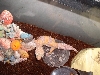 Leopard gecko #2