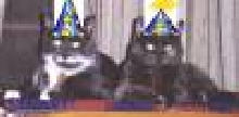 Mickey & Meesha in their Birfday Hats