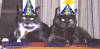 Mickey & Meesha in their Birfday Hats