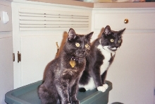 Mickey & Meesha helping pack