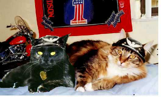 Meesha & Gonzo