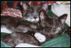 Mickey & Meesha - Babies