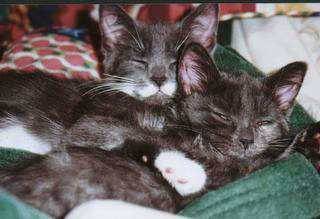 Mickey & Meesha - Babies