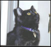 Meesha