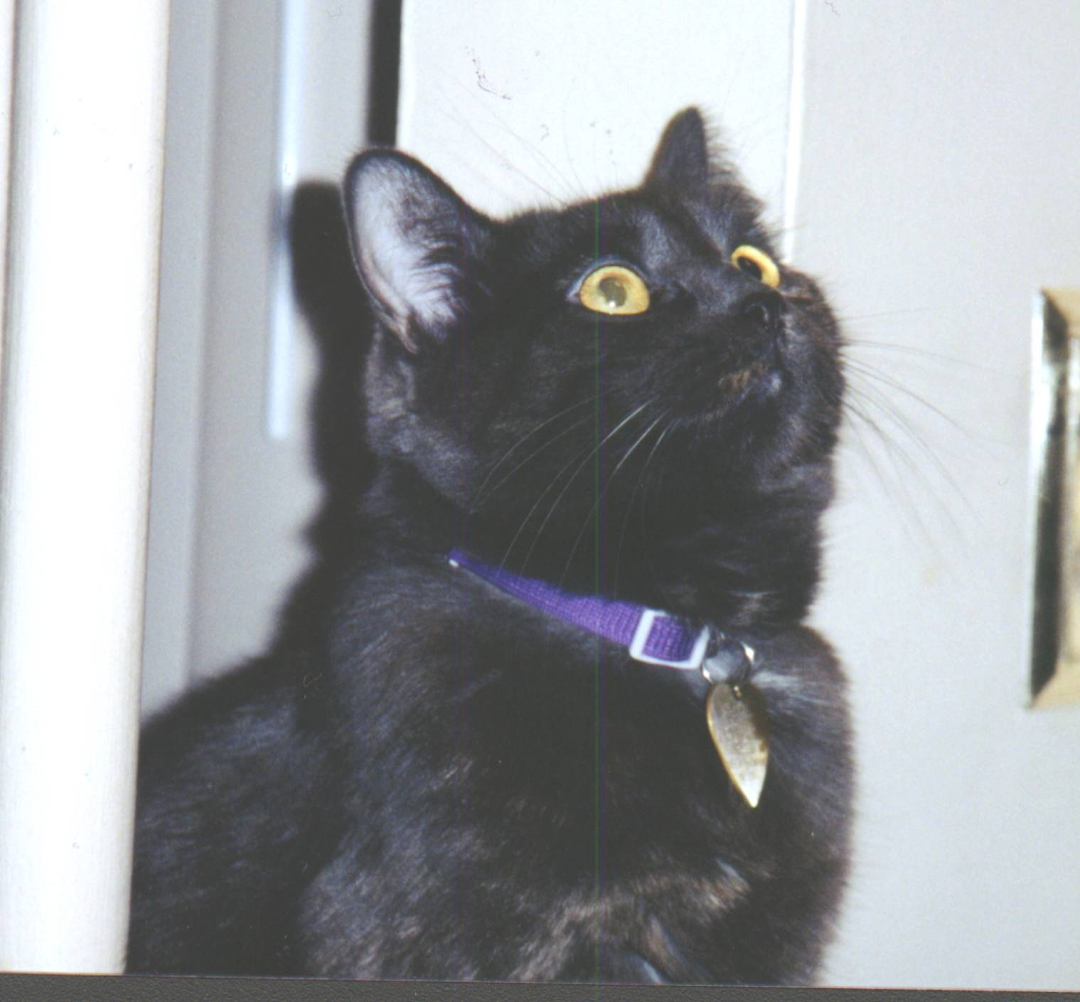 Meesha