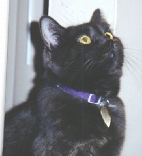 Meesha the Princess