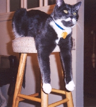 Mickey just hanging out