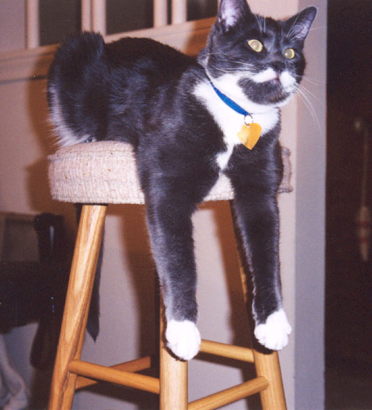 Mickey just hanging out