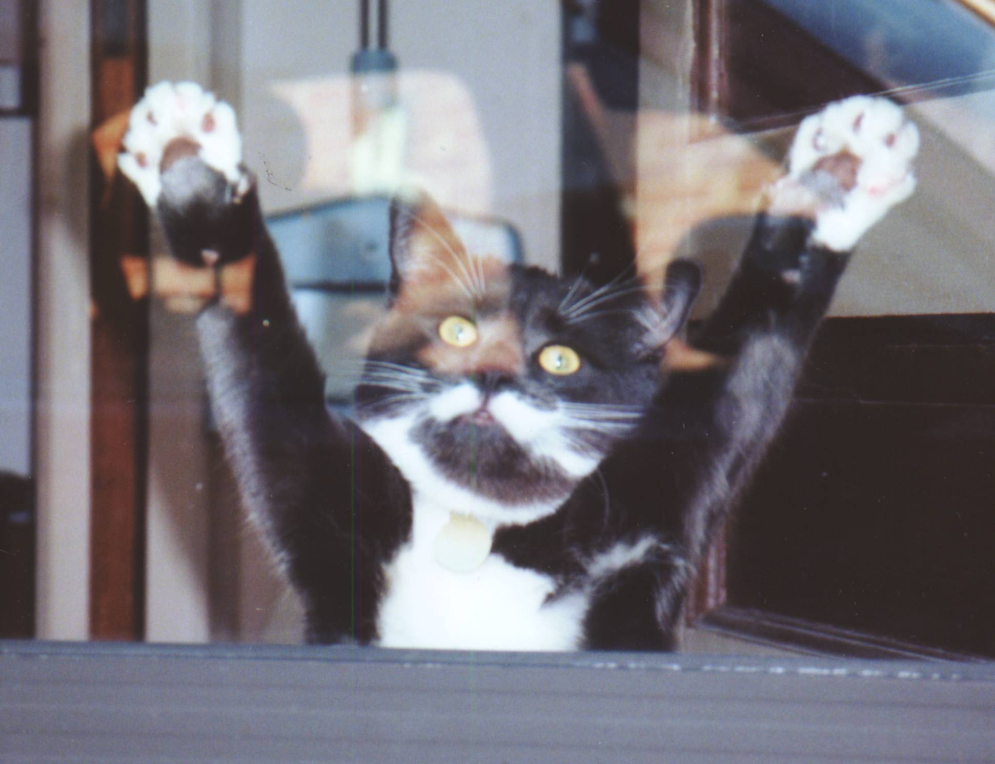 Mickey - paws up!