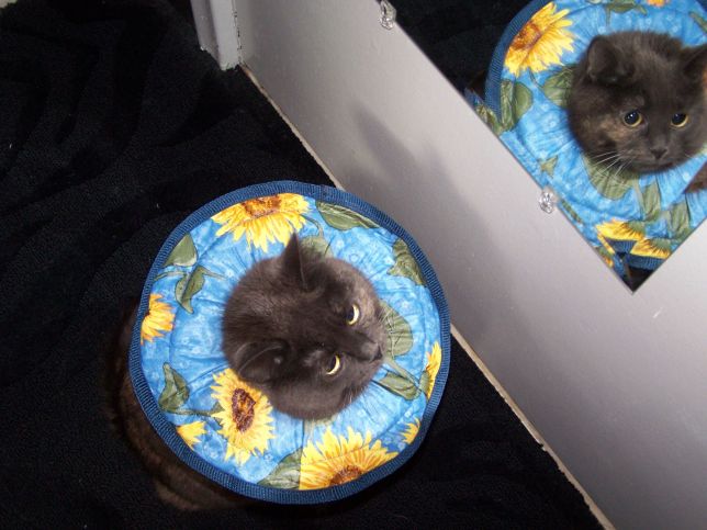 Meesha Sunflower