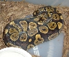female ball