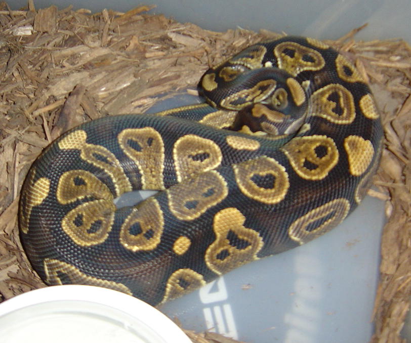 female ball