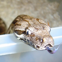 dumeril head shot