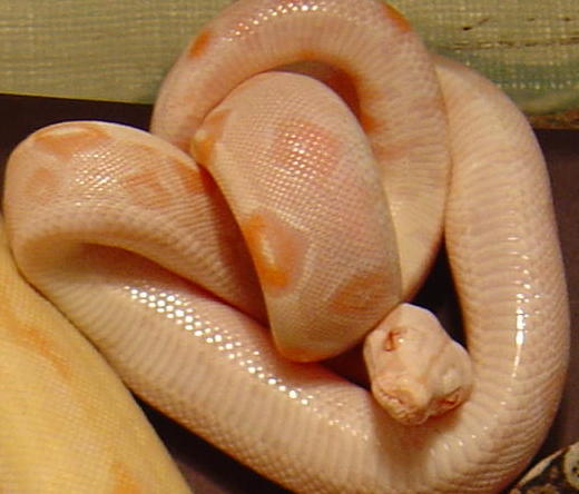 Albino