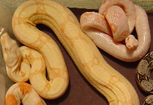 albino male