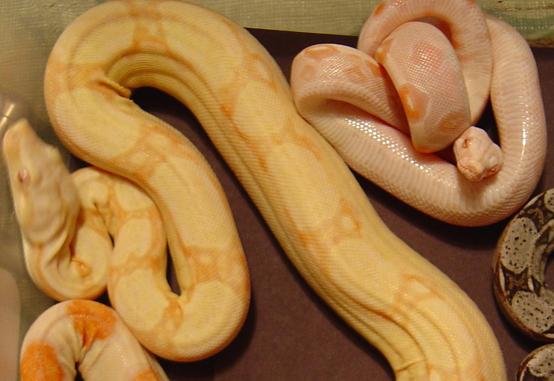 albino male