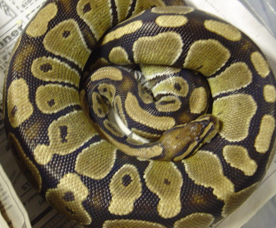 female