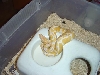 albino male