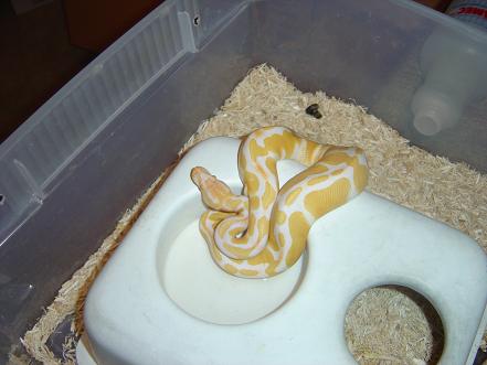 albino male