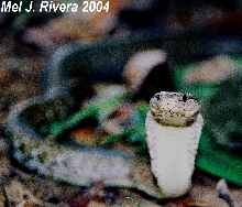 Puerto Rican Racer (Alsophis portoricensis)