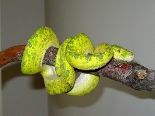 Biak1