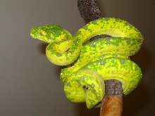 Biak2