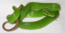 Malaysian