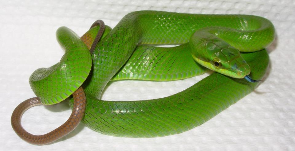 Malaysian
