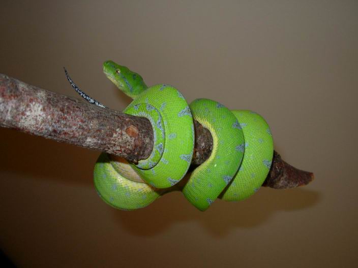 Sorong male 1