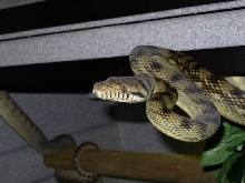 Scrub6