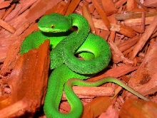 Albo male