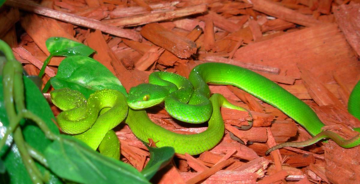 albo pair