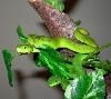 Newborn albolabris