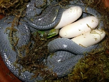 Silver w/eggs