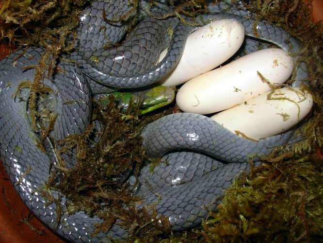 Silver w/eggs