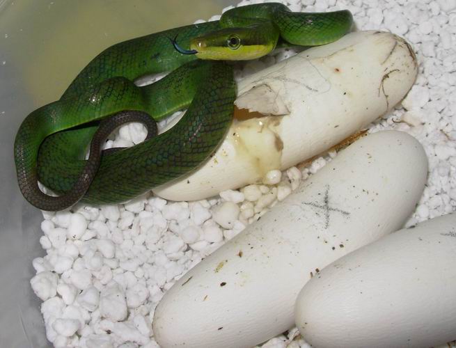 Green baby