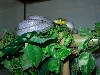 Gonyo Silver