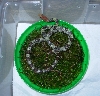 moellendorffi2