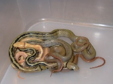 Radiata hatchlings