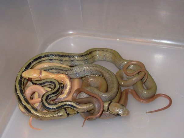Radiata hatchlings