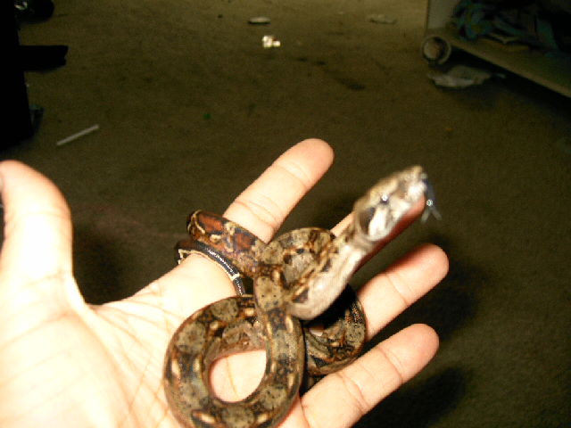 The first boa in the collection