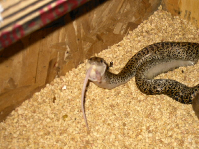 samson