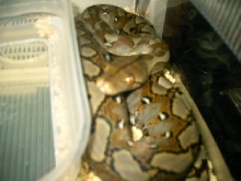 My retic