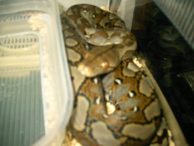 My retic