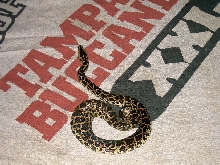 my baby with the bad tail